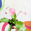 Streptocarpus ionantha 'Ruth' - Welsh Grown - Sprouts of Bristol