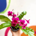 Streptocarpus ionantha 'Sheena' - Welsh Grown - Sprouts of Bristol