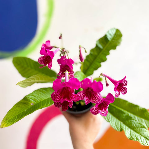 Streptocarpus ionantha 'Sheena' - Welsh Grown - Sprouts of Bristol