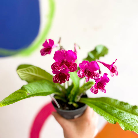 Streptocarpus ionantha 'Sheena' - Welsh Grown - Sprouts of Bristol