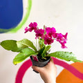 Streptocarpus ionantha 'Sheena' - Welsh Grown - Sprouts of Bristol