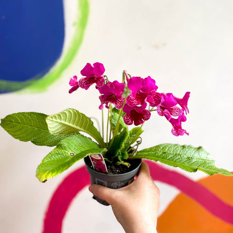 Streptocarpus ionantha 'Sheena' - Welsh Grown - Sprouts of Bristol