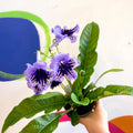 Streptocarpus ionantha 'Sphinx' - Welsh Grown - Sprouts of Bristol