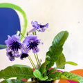 Streptocarpus ionantha 'Sphinx' - Welsh Grown - Sprouts of Bristol