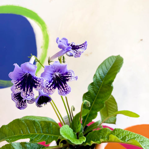 Streptocarpus ionantha 'Sphinx' - Welsh Grown - Sprouts of Bristol