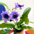 Streptocarpus ionantha 'Sphinx' - Welsh Grown - Sprouts of Bristol