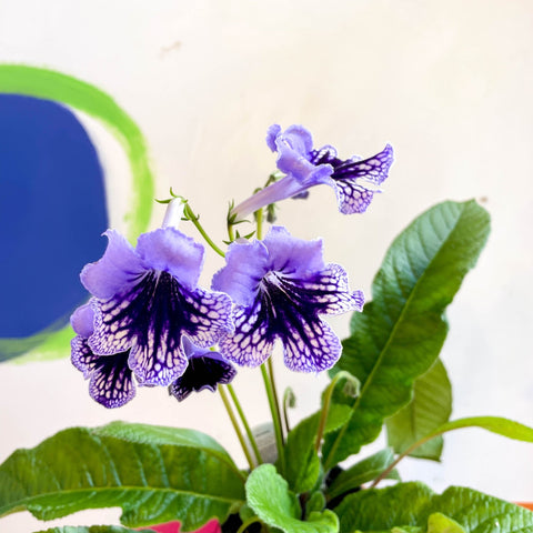 Streptocarpus ionantha 'Sphinx' - Welsh Grown - Sprouts of Bristol