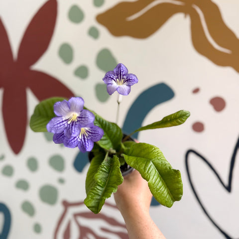 Streptocarpus ionantha 'Victoria' - Welsh Grown - Sprouts of Bristol