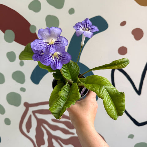 Streptocarpus ionantha 'Victoria' - Welsh Grown - Sprouts of Bristol
