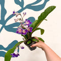 Streptocarpus ionantha 'Zoe' - Welsh Grown - Sprouts of Bristol