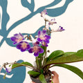 Streptocarpus ionantha 'Zoe' - Welsh Grown - Sprouts of Bristol