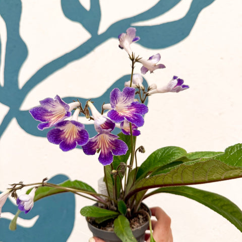Streptocarpus ionantha 'Zoe' - Welsh Grown - Sprouts of Bristol