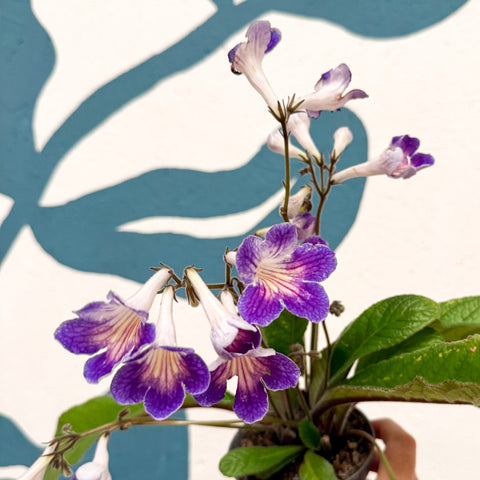 Streptocarpus ionantha 'Zoe' - Welsh Grown - Sprouts of Bristol
