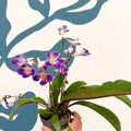 Streptocarpus ionantha 'Zoe' - Welsh Grown - Sprouts of Bristol