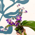 Streptocarpus ionantha 'Zoe' - Welsh Grown - Sprouts of Bristol