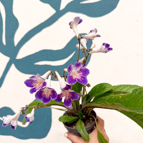 Streptocarpus ionantha 'Zoe' - Welsh Grown - Sprouts of Bristol