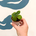 Streptocarpus kirkii - Welsh Grown - Sprouts of Bristol