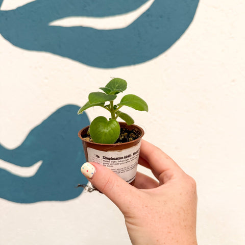 Streptocarpus kirkii - Welsh Grown - Sprouts of Bristol