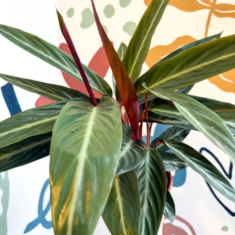 Stromanthe sanguinea - Bloody Prayer Plant Calathea - Sprouts of Bristol