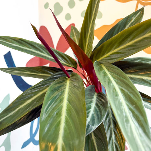 Stromanthe sanguinea - Bloody Prayer Plant Calathea - Sprouts of Bristol