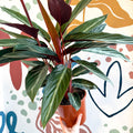 Stromanthe sanguinea - Bloody Prayer Plant Calathea - Sprouts of Bristol