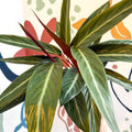 Stromanthe sanguinea - Bloody Prayer Plant Calathea - Sprouts of Bristol