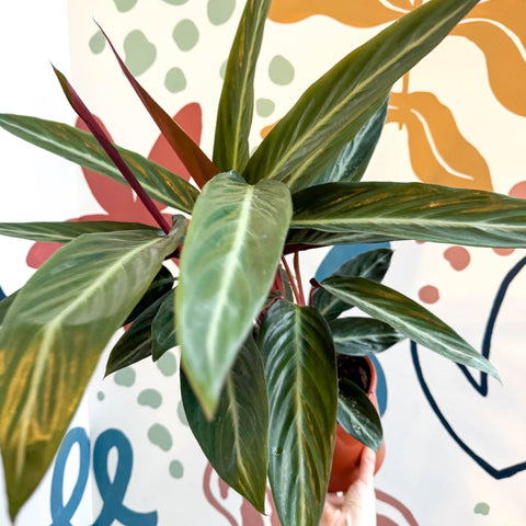 Stromanthe sanguinea - Bloody Prayer Plant Calathea - Sprouts of Bristol
