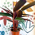 Stromanthe sanguinea - Bloody Prayer Plant Calathea - Sprouts of Bristol