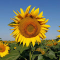 Sunflower 'Giant Single' Seeds - Sprouts of Bristol