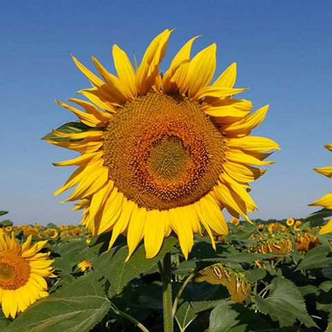Sunflower 'Giant Single' Seeds - Sprouts of Bristol