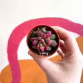 Sunrise Succulent - Anacampseros rufescens ‘Sunrise’ - Sprouts of Bristol