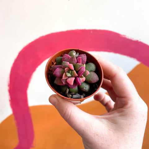 Sunrise Succulent - Anacampseros rufescens ‘Sunrise’ - Sprouts of Bristol