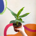 Super Dwarf Cavendish Banana Plant - Musa acuminata 'Tropicana' - Sprouts of Bristol