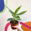 Super Dwarf Cavendish Banana Plant - Musa acuminata 'Tropicana' - Sprouts of Bristol