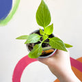 Sweet Pepper - Capsicum annuum 'Snack Yellow' F1 - British Grown - Sprouts of Bristol