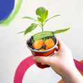 Sweet Pepper - Capsicum annuum 'Snack Yellow' F1 - British Grown - Sprouts of Bristol