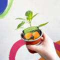 Sweet Pepper - Capsicum annuum 'Snack Yellow' F1 - British Grown - Sprouts of Bristol