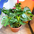 Swiss Cheese Plant - Monstera deliciosa - Sprouts of Bristol