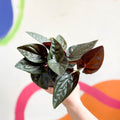 Syngonium erythrophyllum 'Red Arrow' - Sprouts of Bristol
