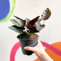 Syngonium erythrophyllum 'Red Arrow' - Sprouts of Bristol