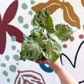 Syngonium 'Green Splash' - Sprouts of Bristol