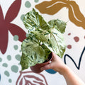 Syngonium 'Green Splash' - Sprouts of Bristol