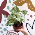 Syngonium 'Green Splash' - Sprouts of Bristol