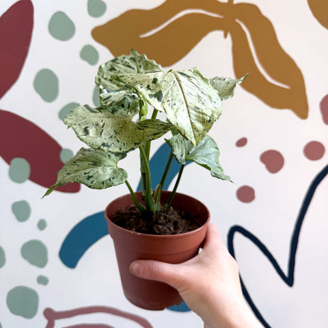 Syngonium 'Green Splash' - Sprouts of Bristol