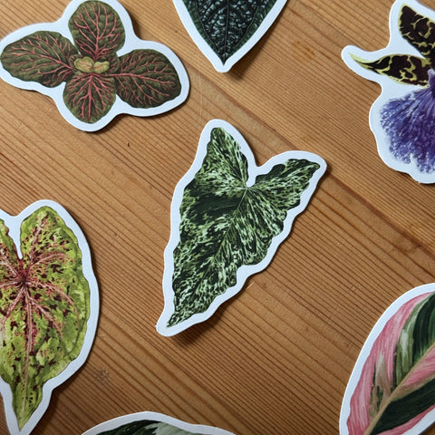 Syngonium ‘Mojito’ Tropical Houseplant Vinyl Sticker [Beneath the Canopy RHS Collab] - Sprouts of Bristol