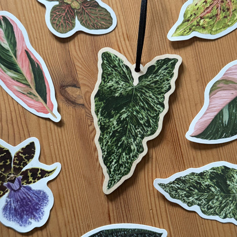 Syngonium ‘Mojito’Wooden Decoration [Beneath the Canopy RHS Collab] - Sprouts of Bristol