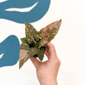 Syngonium podophyllum ‘Pink Splash’ - Sprouts of Bristol