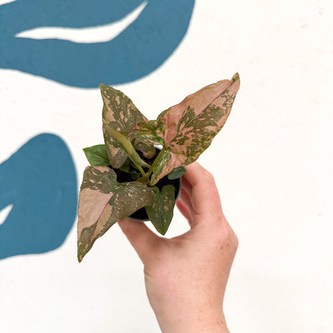Syngonium podophyllum ‘Pink Splash’ - Sprouts of Bristol