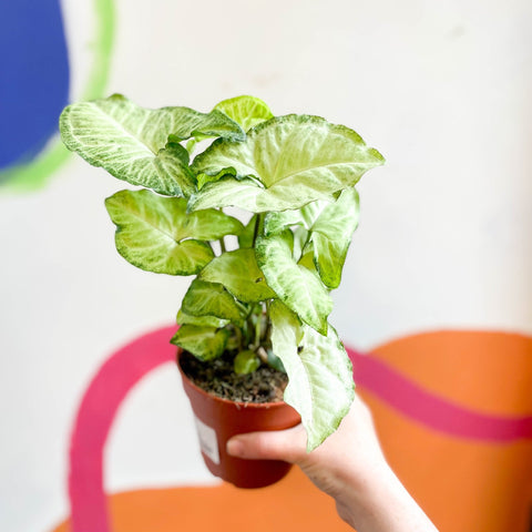Syngonium podophyllum 'White Butterfly' - Sprouts of Bristol