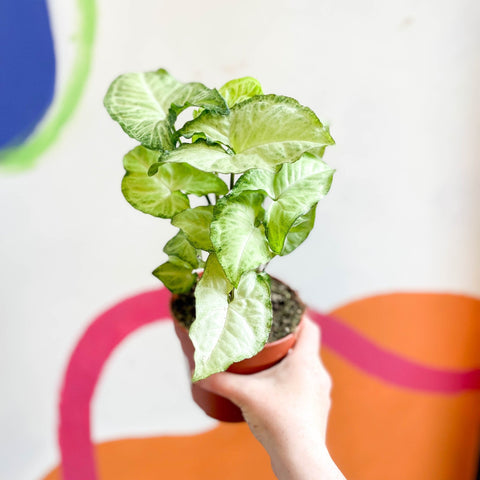Syngonium podophyllum 'White Butterfly' - Sprouts of Bristol